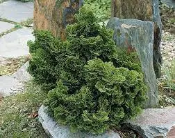 Chamaecyparis obtusa Nana Gracilis 20 25 cm Pot