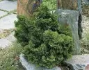 Chamaecyparis obtusa Nana Gracilis 20 25 cm Pot