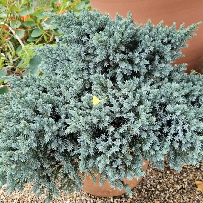 Juniperus squamata Blue Star 30 40 cm Pot P26