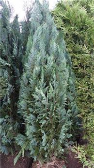 [111577] Chamaecyparis laws Columnaris Glauca 80 100 motte - Cyprès bleu.
