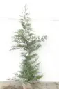 Cupressocyparis leylandii 150 175 Motte ou Pot