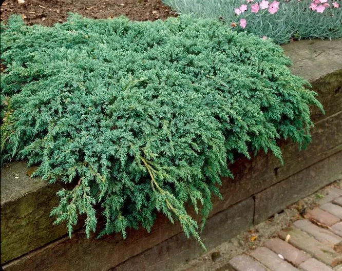Juniperus squamata Blue Carpet Pot C7.5