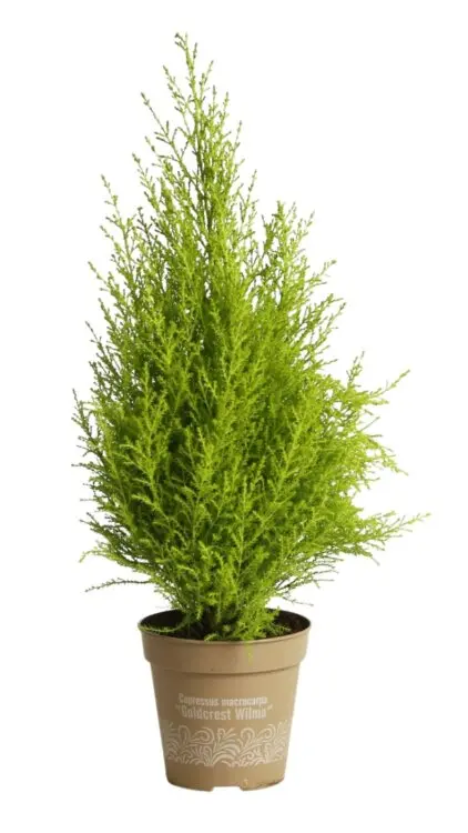 [127340] Cupressus mac. P9 Goldcrest Wilma Pot P9-10