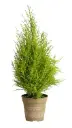 Cupressus mac. P9 Goldcrest Wilma Pot P9-10