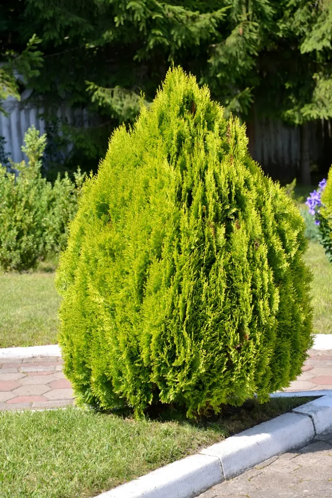 [101964] Thuja orientalis Aurea Nana 40 50 cm Pot C7.5
