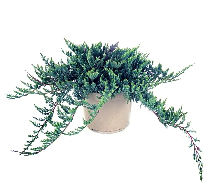 [101923] Juniperus horizontalis Wiltonii Pot C3Litres