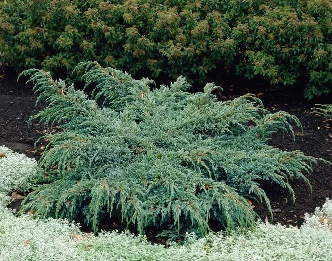 Juniperus squamata Blue Spider 40 50 cm Pot C7.5Litres 