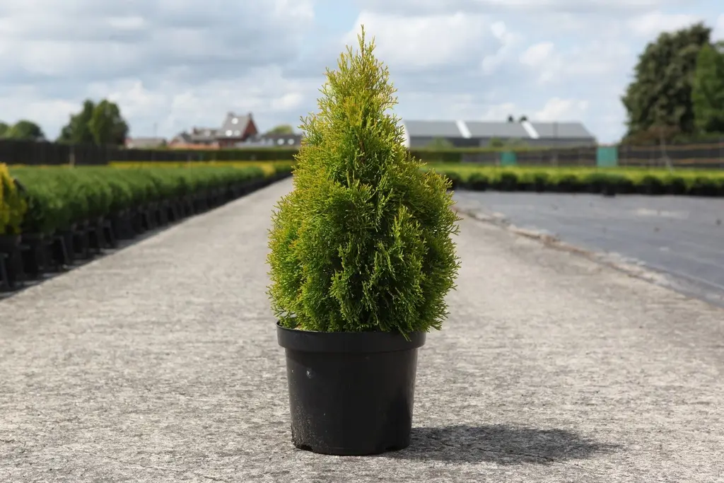 Thuja occ. Golden Smaragd C7.5 45/+cm+