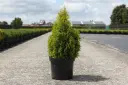 Thuja occ. Golden Smaragd C7.5 45/+cm+
