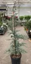 Cedrus libanii Atlantica Glauca 175 200 cm Pot