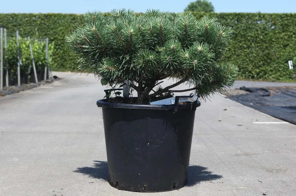 [138927] Pinus sylvestris Blue Pearl  C30Litres