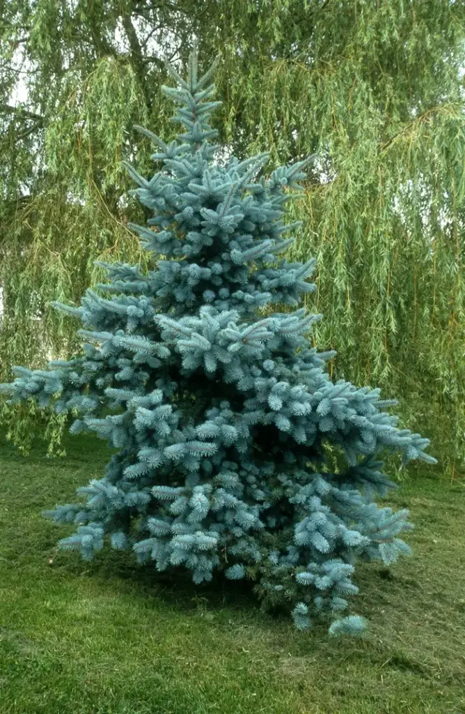 Picea pungens Koster 50 70 cm Pot P23cm - Sapin bleu.