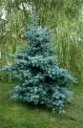 Picea pungens Koster 50 70 cm Pot P23cm - Sapin bleu.