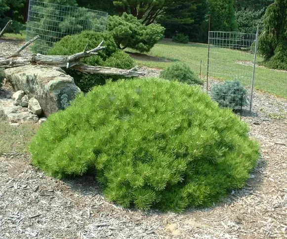 Pinus densiflora Low Glow 60 70 XL Pot C25Litres  ** RARE **