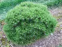 Pinus nigra Marie Bregeon 40 60 Pot C10Litres - Pin nain