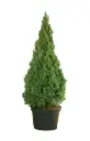 Picea glauca conica 100 120 cm Pot P29 cm
