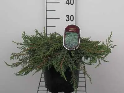 Juniperus communis Green Carpet 25 30 cm Pot C3 * Genévrier rampant