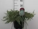 Juniperus communis Green Carpet 25 30 cm Pot C3 * Genévrier rampant