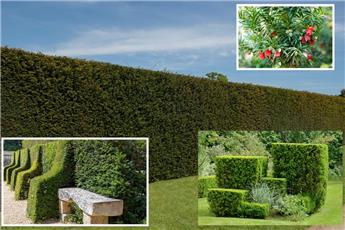 Taxus baccata 200 225 cm XXL motte ** - If pour haie. Plantes XTRA très denses, déjà taillées ***