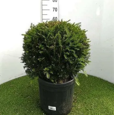 [127907] Taxus baccata Boule 45 50 - If taillé en boule
