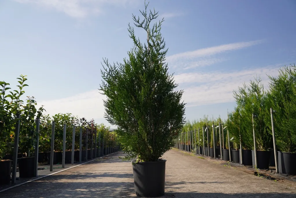 [114114] Thuja plicata atrovirens 150 175 cm XTRA Pot C18Litres Xtra Touffu taillé dense