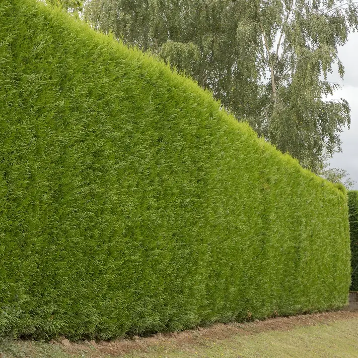 Cupressocyparis leylandii 150 175 xtra Motte ou Pot