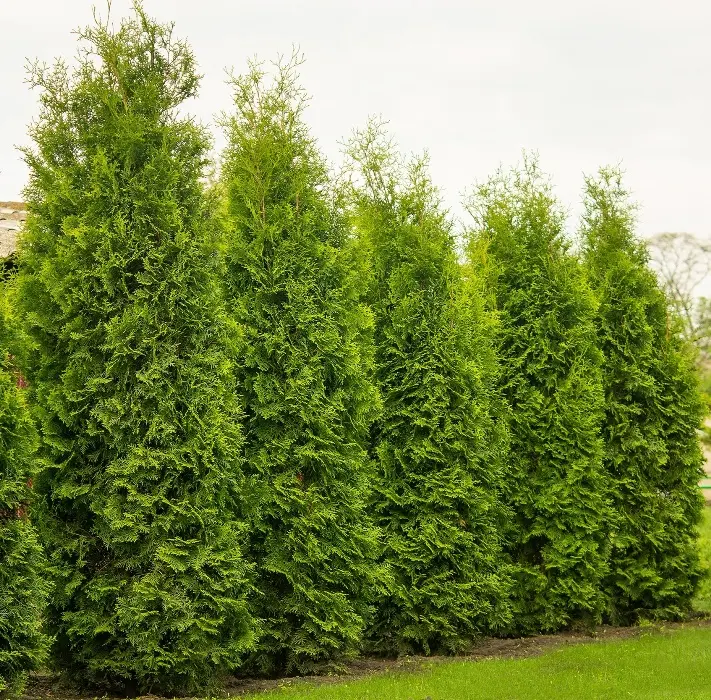 Thuja occidentalis Brabant 200 225 Motte * parfumé **