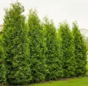 Thuja occidentalis Brabant 200 225 Motte * parfumé **