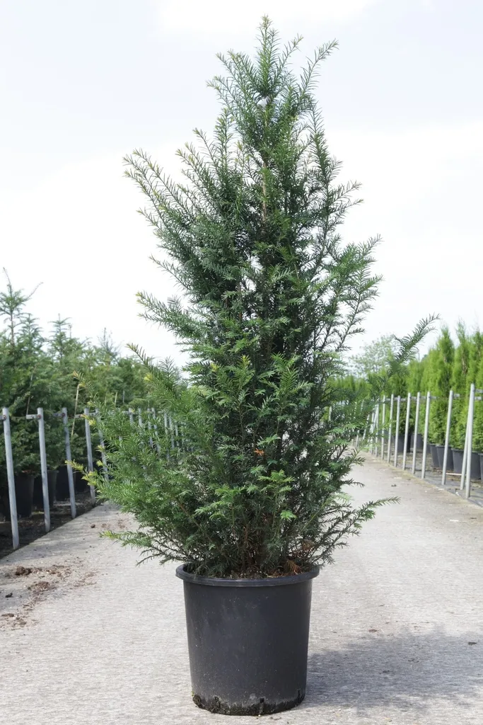Taxus baccata 150 175 cm XTRA Pot ** - If pour haie.