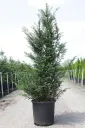 Taxus baccata 150 175 cm XTRA Pot ** - If pour haie.