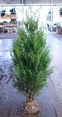 Thuja plicata Atrovirens 125 150 cm motte ** Prix dégresif par quantité **