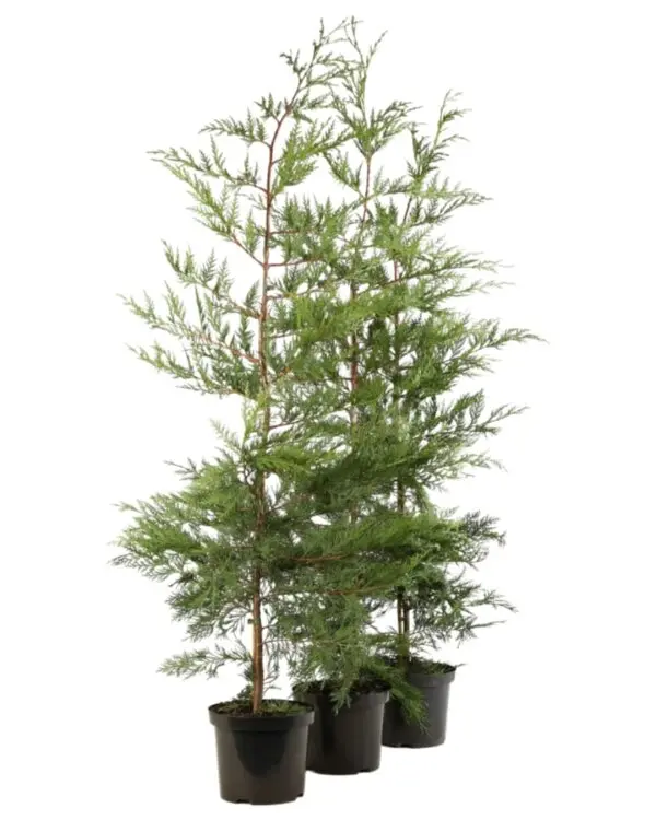 Cupressocyparis leylandii 100 125 cm Pot  *** REMISE A PARTIR DE 10 plantes ** **