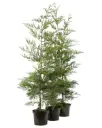 Cupressocyparis leylandii 100 125 cm Pot  *** REMISE A PARTIR DE 10 plantes ** **