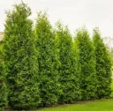 Thuja occidentalis Brabant 225 250 cm XTRA Motte