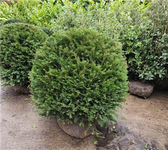 Taxus baccata Boule 50 55 cm motte ou pot - If pour haie