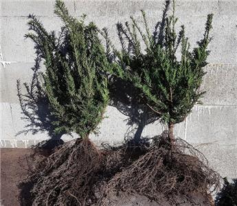 [131269] Taxus baccata 050 060 JPL RN Jeunes plants, touffe forte XXTRA - If pour haie