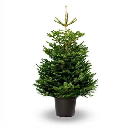 Abies Nordmanniana Pot 150 175 cm Premium 1° Choix