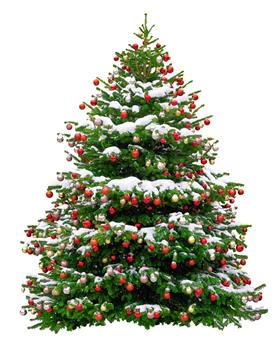 Abies Nordmann 300 400 cm Coupé Premium XTRA