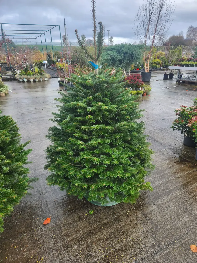 Abies Nordmann 150 175 coupé Premium XTRA (Ble)