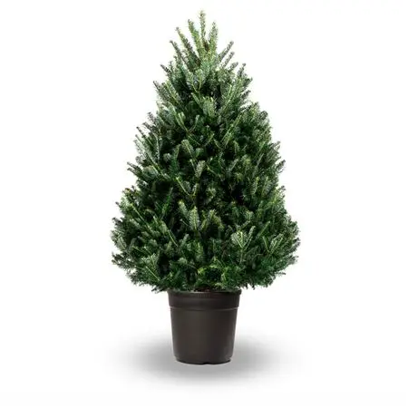 [140727] Abies fraseri 100 125 en Pot ****Sapin de Noel Parfumé****