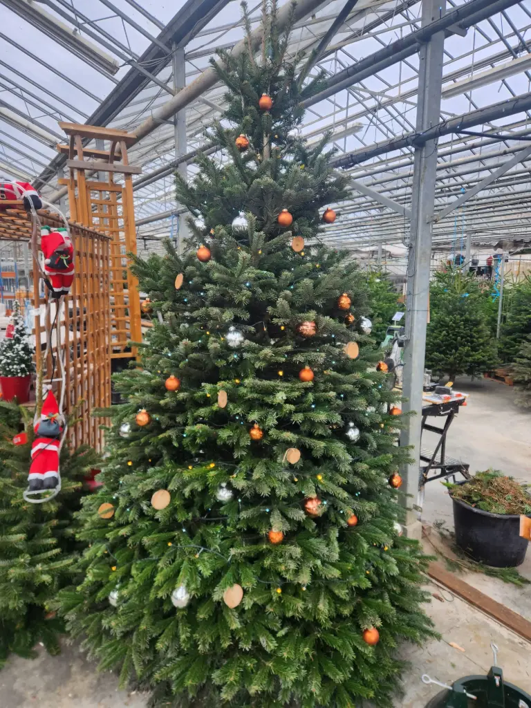 Abies Nordmann 250 300 coupé Premium XTRA  Premium (Ver Fon)