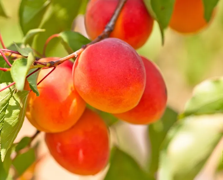 Abricotier Galta Roja Demi Tige
