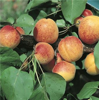 Abricotier Luizet Demi Tige Pot Fort prêt à produire  ** Autofertile. Variété adaptée au Nord **