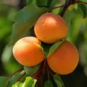 Abricotier Tros Orange Pot Buisson ** Résistant et Autofertile **