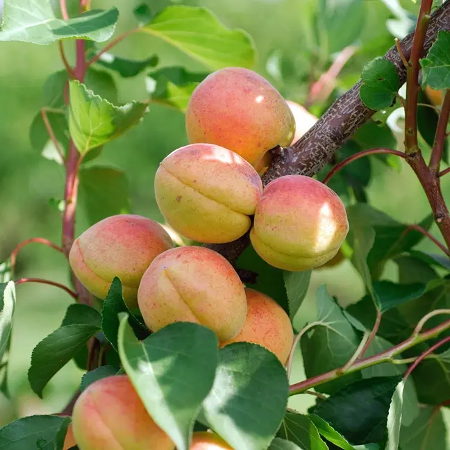 Abricotier Luizet Buisson Pot ** Fort prêt à produire  ** Autofertile. Variété adaptée au Nord **