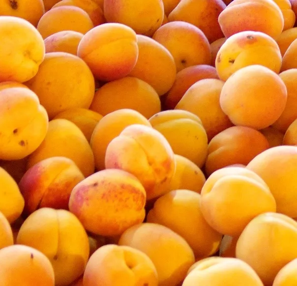 Abricotier Bergeron Demi Tige  ** Résistant - Autofertile - Prêt à produire**