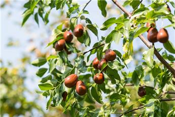 Ziziphus jujuba Buisson Pot C3 ** Jujubier **