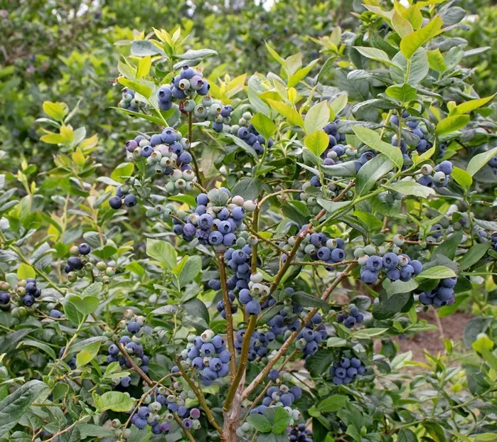 [124446] Vaccinium Goldtraube Pot C2L ** Myrtillier mi-saison **