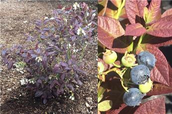 [137873] Vaccinium Cabernet Splash Pot C3 - Myrtillier mi-hâtif ** Feuillage panaché **