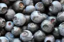 Vaccinium Brigitta Blue Pot C3 - Myrtillier mi-hâtif